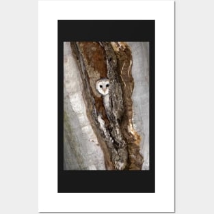 Barn Owl Peekaboo Posters and Art